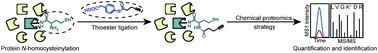 Graphical abstract: Chemical proteomic profiling of protein N-homocysteinylation with a thioester probe