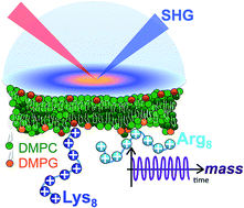 Graphical abstract: Counting charges on membrane-bound peptides