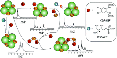 Graphical abstract: Aryl bis-sulfonamides bind to the active site of a homotrimeric isoprenoid biosynthesis enzyme IspF and extract the essential divalent metal cation cofactor