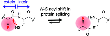 Graphical abstract: A functional interplay between intein and extein sequences in protein splicing compensates for the essential block B histidine