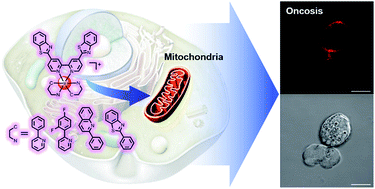 Graphical abstract: Oncosis-inducing cyclometalated iridium(iii) complexes