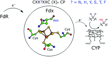 Graphical abstract: Electron transfer ferredoxins with unusual cluster binding motifs support secondary metabolism in many bacteria
