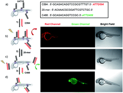 Graphical abstract: Performing DNA nanotechnology operations on a zebrafish