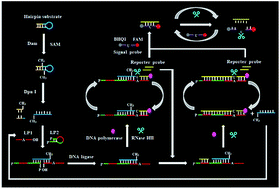 Graphical abstract: Single-ribonucleotide repair-mediated ligation-dependent cycling signal amplification for sensitive and specific detection of DNA methyltransferase