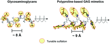 Graphical abstract: Facile saccharide-free mimetics that recapitulate key features of glycosaminoglycan sulfation patterns