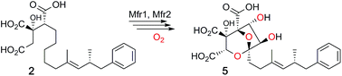 Graphical abstract: Oxidative steps during the biosynthesis of squalestatin S1