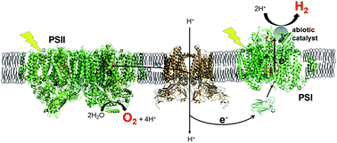 Graphical abstract: Z-scheme solar water splitting via self-assembly of photosystem I-catalyst hybrids in thylakoid membranes