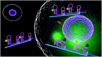 Graphical abstract: A DNA nanowire based localized catalytic hairpin assembly reaction for microRNA imaging in live cells