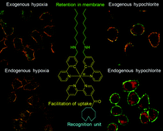Graphical abstract: Phosphorescent iridium(iii) complexes capable of imaging and distinguishing between exogenous and endogenous analytes in living cells