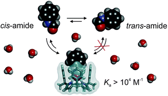 Graphical abstract: Conformational selectivity and high-affinity binding in the complexation of N-phenyl amides in water by a phenyl extended calix[4]pyrrole
