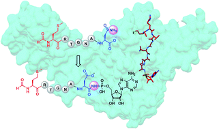 Graphical abstract: Biosynthesis of the RiPP trojan horse nucleotide antibiotic microcin C is directed by the N-formyl of the peptide precursor