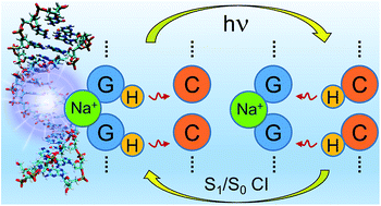Graphical abstract: Dynamics of the excited-state hydrogen transfer in a (dG)·(dC) homopolymer: intrinsic photostability of DNA