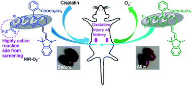 Graphical abstract: Visualization of oxidative injury in the mouse kidney using selective superoxide anion fluorescent probes