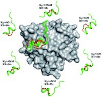 Graphical abstract: Structural insights reveal a recognition feature for tailoring hydrocarbon stapled-peptides against the eukaryotic translation initiation factor 4E protein