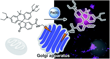 Graphical abstract: A Golgi-targeting fluorescent probe for labile Fe(ii) to reveal an abnormal cellular iron distribution induced by dysfunction of VPS35