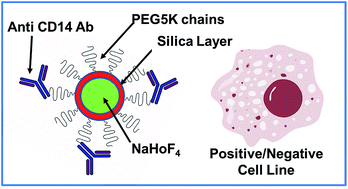 Graphical abstract: Lanthanide nanoparticles for high sensitivity multiparameter single cell analysis