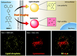 Graphical abstract: Simultaneous dual-colour tracking lipid droplets and lysosomes dynamics using a fluorescent probe