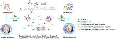Graphical abstract: Tunable enzyme responses in amphiphilic nanoassemblies through alterations in the unimer–aggregate equilibrium