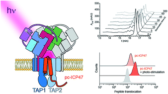 Graphical abstract: Optical control of the antigen translocation by synthetic photo-conditional viral inhibitors