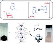 Graphical abstract: Addressing the properties of “Metallo-DNA” with a Ag(i)-mediated supramolecular duplex