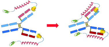 Graphical abstract: Development of a dual-functional conjugate of antigenic peptide and Fc-III mimetics (DCAF) for targeted antibody blocking