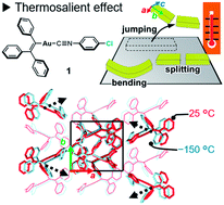 Graphical abstract: Anisotropic strain release in a thermosalient crystal: correlation between the microscopic orientation of molecular rearrangements and the macroscopic mechanical motion