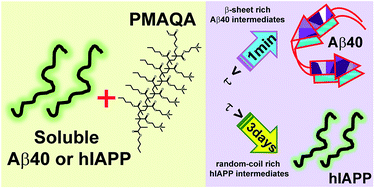 Graphical abstract: A cationic polymethacrylate-copolymer acts as an agonist for β-amyloid and an antagonist for amylin fibrillation