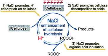 Graphical abstract: Mechanistic understanding of salt-assisted autocatalytic hydrolysis of cellulose