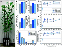 Graphical abstract: Overexpression of a serine hydroxymethyltransferase increases biomass production and reduces recalcitrance in the bioenergy crop Populus
