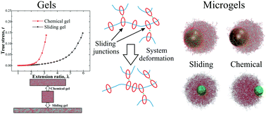 Graphical abstract: Adaptive structure of gels and microgels with sliding cross-links: enhanced softness, stretchability and permeability