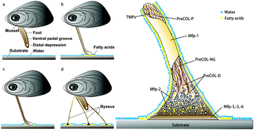 Graphical abstract: Lipids as integral components in mussel adhesion