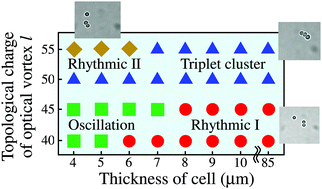 Graphical abstract: Change in collective motion of colloidal particles driven by an optical vortex with driving force and spatial confinement