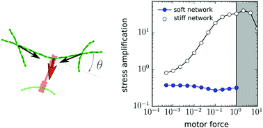 Graphical abstract: Fiber plucking by molecular motors yields large emergent contractility in stiff biopolymer networks