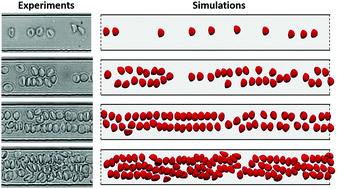 Graphical abstract: Self-organization of red blood cell suspensions under confined 2D flows