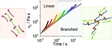 Graphical abstract: Association and relaxation of supra-macromolecular polymers