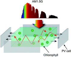 Graphical abstract: Sustainable luminescent solar concentrators based on organic–inorganic hybrids modified with chlorophyll