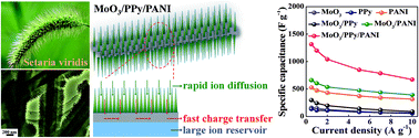 Graphical abstract: A biomimetic Setaria viridis-inspired electrode with polyaniline nanowire arrays aligned on MoO3@polypyrrole core–shell nanobelts