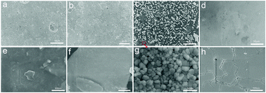 Graphical abstract: Interface engineering in solid state Li metal batteries by quasi-2D hybrid perovskites