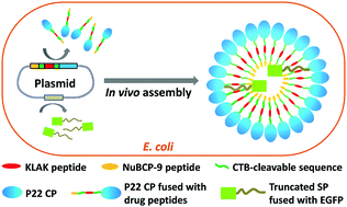 Graphical abstract: Intracellular delivery of peptide drugs using viral nanoparticles of bacteriophage P22: covalent loading and cleavable release