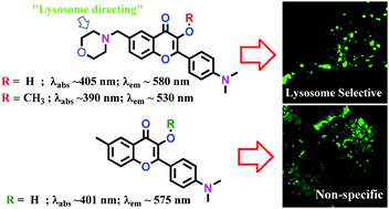 Graphical abstract: A fluorescent flavonoid for lysosome detection in live cells under “wash free” conditions