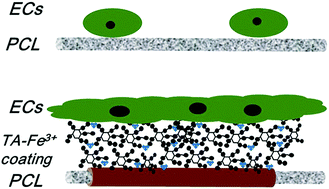 Graphical abstract: Tannic acid-derived metal-phenolic networks facilitate PCL nanofiber mesh vascularization by promoting the adhesion and spreading of endothelial cells