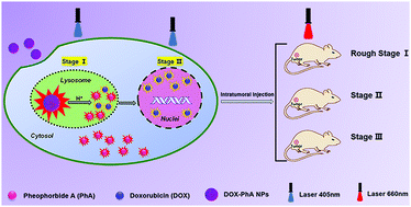 Graphical abstract: The impact of light irradiation timing on the efficacy of nanoformula-based photo/chemo combination therapy