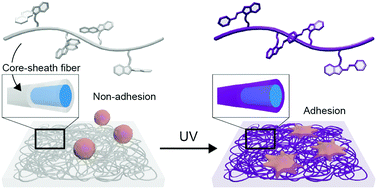 Graphical abstract: Photoresponsive fiber scaffolds with a core–sheath nanostructure for regulating cell behaviors