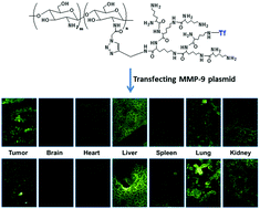 Graphical abstract: Transferrin-functionalized chitosan-graft-poly(l-lysine) dendrons as a high-efficiency gene delivery carrier for nasopharyngeal carcinoma therapy