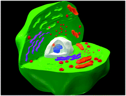 Graphical abstract: Versatile multicolor nanodiamond probes for intracellular imaging and targeted labeling