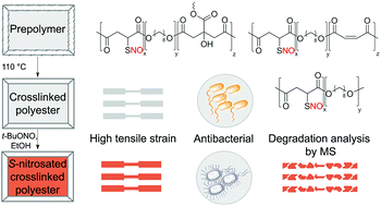 Graphical abstract: Biodegradable crosslinked polyesters derived from thiomalic acid and S-nitrosothiol analogues for nitric oxide release