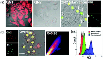 Graphical abstract: Real-time noninvasive monitoring of cell mortality using a two-photon emissive probe based on quaternary ammonium