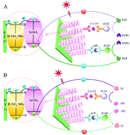 Graphical abstract: A single-interface photoelectrochemical sensor based on branched TiO2 nanorods@strontium titanate for the detection of two biomarkers