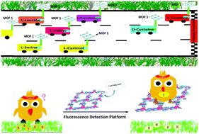 Graphical abstract: Anion directing self-assembly of 2D and 3D water-stable silver(i) cation metal organic frameworks and their applications in real-time discriminating cysteine and DNA detection