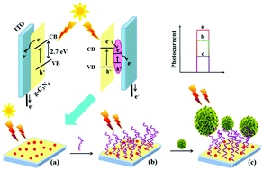 Graphical abstract: A label-free aptamer-based cytosensor for specific cervical cancer HeLa cell recognition through a g-C3N4–AgI/ITO photoelectrode